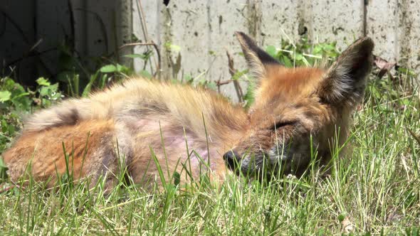 Fox resting in grass on a windy day