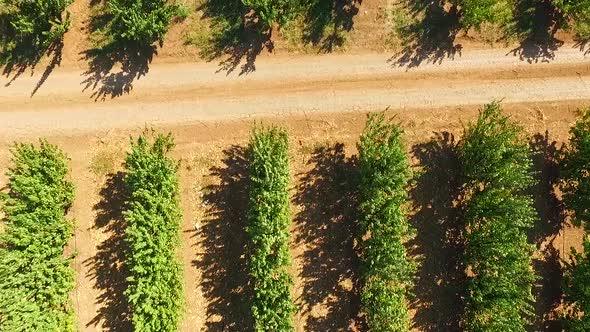 Garden of Green Fruit Trees from Bird's-eye View