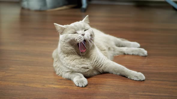 A Yawning Tired Gray Cat Lies Rests on For a Laminate in a Spacious Room