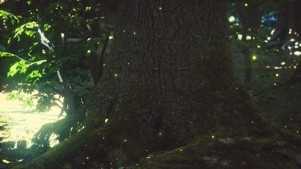 Fantasy Firefly Lights in the Magical Forest