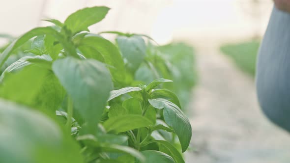 Closeup of hand picking Basil leafs in a greenhouse