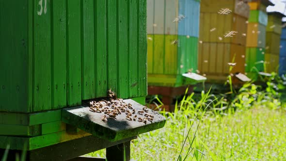 Closeup of wooden beehives and flying bees in garden, Poland