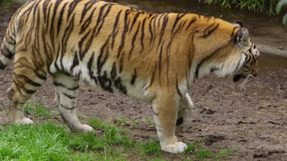 tiger walking along forest creek and dissapears behind leaf cover