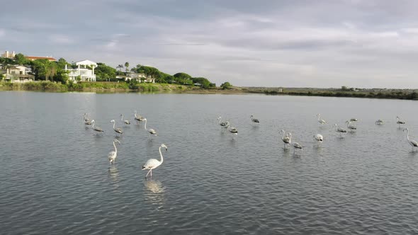 Flamingos Standing in Water of Quinta Do Lago Algarve Portugal Europe