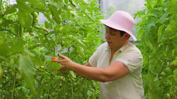 Agribusiness Mature Woman Gardener Owner Checking Tomatoes Quality