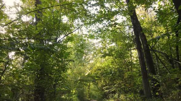 Autumn Forest Landscape with Trees By Day