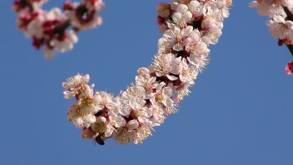 Bee Collects Nectar On Apricot Flower 3