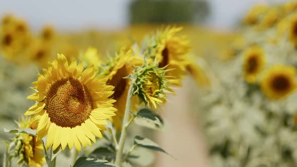 Beautiful Natural Plant Sunflower In Sunflower Field In Sunny Day 27