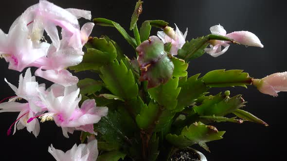 Schlumbergera truncata