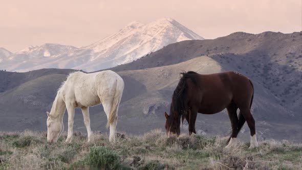 Two horses grazing with rolling hills behind them.