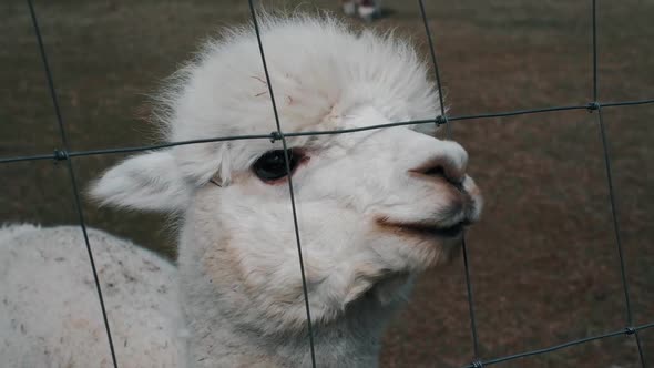 Closeup of an Alpaca on a Farm on a Clear Sunny Day