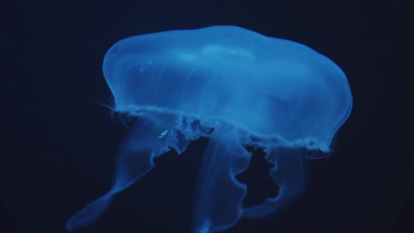 Closeup of Beautiful Single Blue Glowing Jellyfish with Closed Bell Moving in Upward Direction with