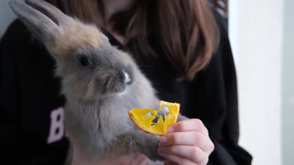 the Girl Feeds the Rabbit an Orange