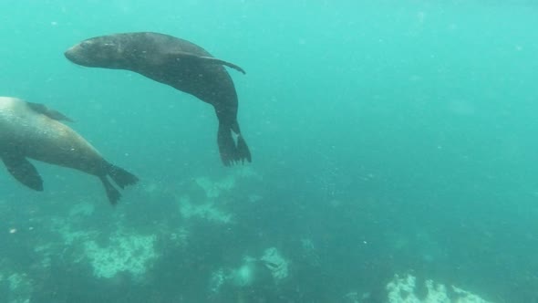 Baby sea lion comes close up and swims away in Hout Bay, South Africa