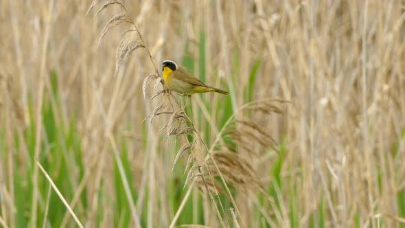 Small orange headed bird looking around and jumps on a slowly moving yellow branch on a bright summe