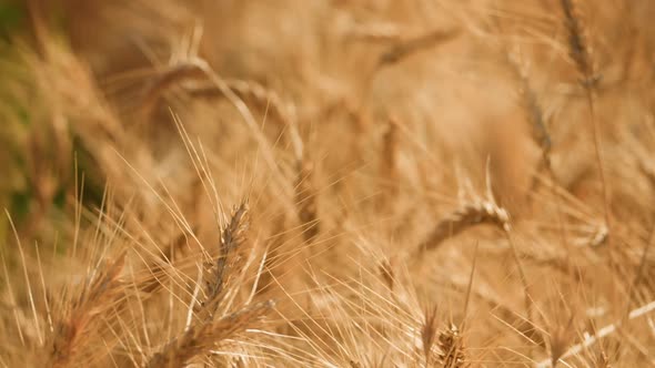 Wheat Field (2K)