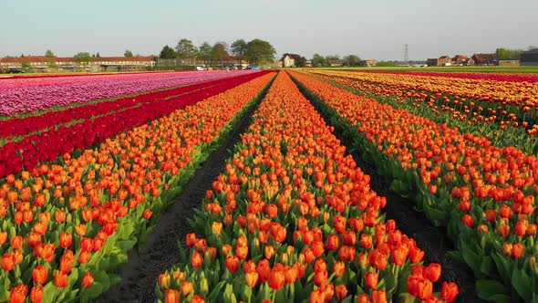 Blooming Tulip Field