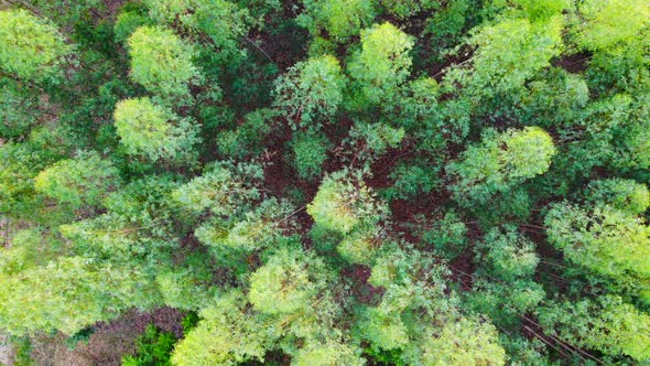 Aerial View of Eucalyptus Forest.