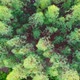 Aerial View of Eucalyptus Forest. - VideoHive Item for Sale