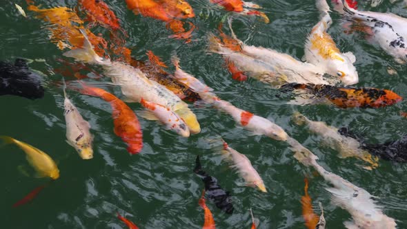 Goldfish koi carps swimming in pond water