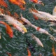 Goldfish koi carps swimming in pond water - VideoHive Item for Sale