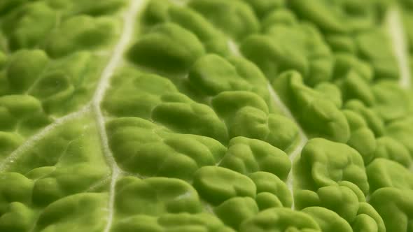 Savoy Cabbage 6