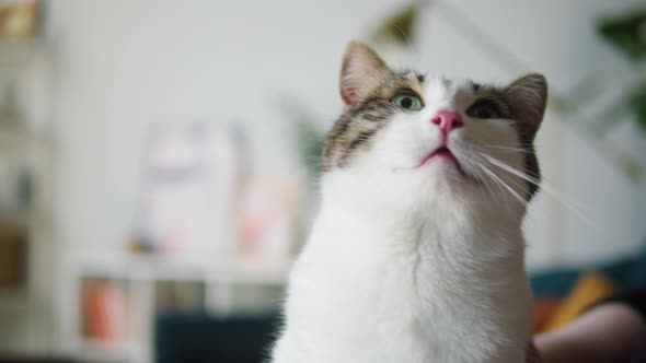 Petting Cat Sitting in Living Room