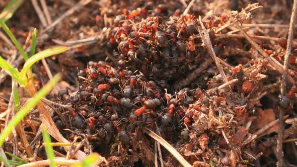 Red Forest Ants (Formica Rufa) On A Fallen Old Tree Trunk