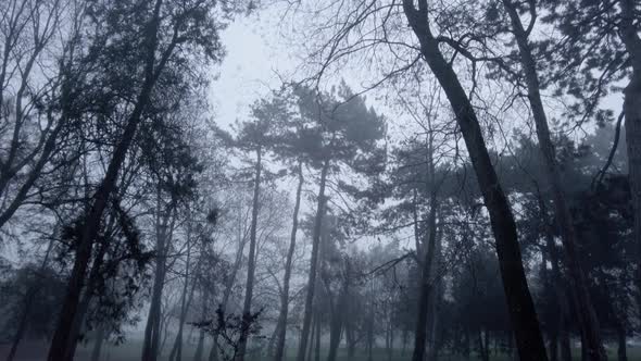 Foggy park in the Winter