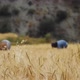 Harvesting Wheat - VideoHive Item for Sale