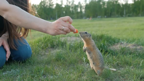 Close-up of a Woman's Hand Feeding Vegetables Little Gopher