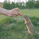 Close-up of a Woman's Hand Feeding Vegetables Little Gopher - VideoHive Item for Sale