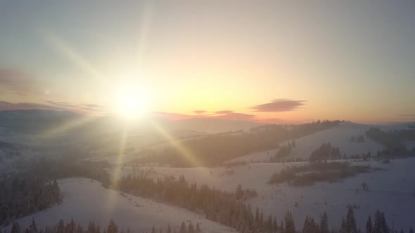 Top View of the Tall Carpathian Mountains and Trees Growing on Them, Covered with Snow. Snow-covered