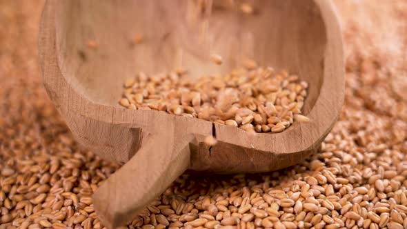 Whole wheat grains fill a rustic wooden bowl in a pile of raw seeds in slow motion. Macro
