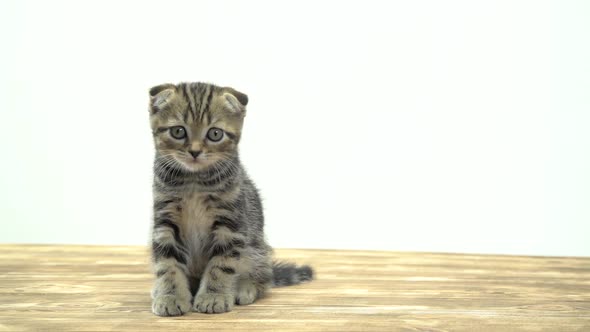 Small Striped Kitten Sits on a Wooden Floor and Lick. White Background