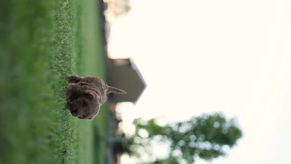 Newborn Goldendoodle Breed of Puppy Dog Prancing through Grass - Vertical