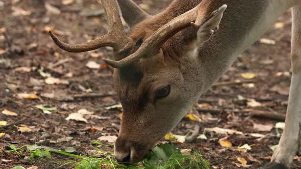 Fallow Deer Or Dama Dama Grazes In Autumn Forest