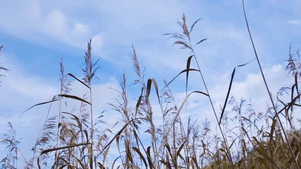 Blades of grass rise into a blue lightly clouded sky.