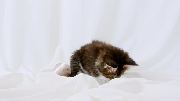 Striped Grey Kitten Cuddling with a Small Ball on a White Background