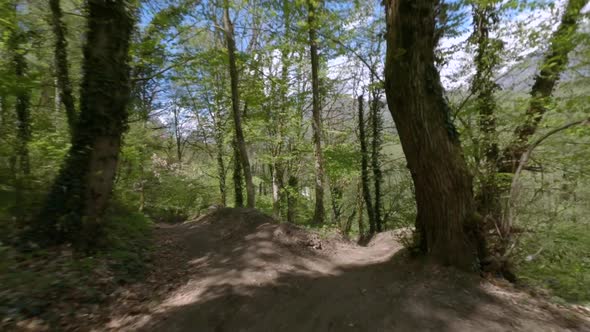 Fpv Drone Extreme Flying Along Forest Downhill Track Among Green Dense Trees