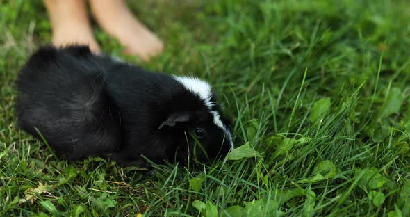 A Little Girl Play with Black Guinea Pig Outdoors in Summer