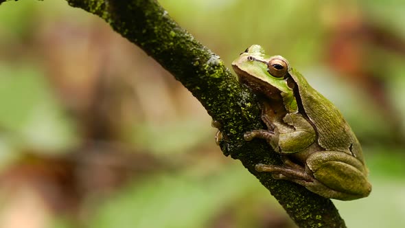 Green Tree Frog