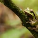 Green Tree Frog - VideoHive Item for Sale