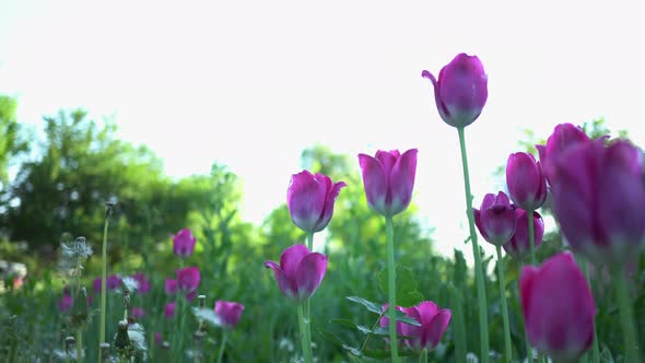 Purple Tulips In The Summer