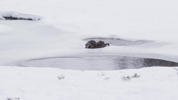 two river otter groom each other during winter at yellowstone