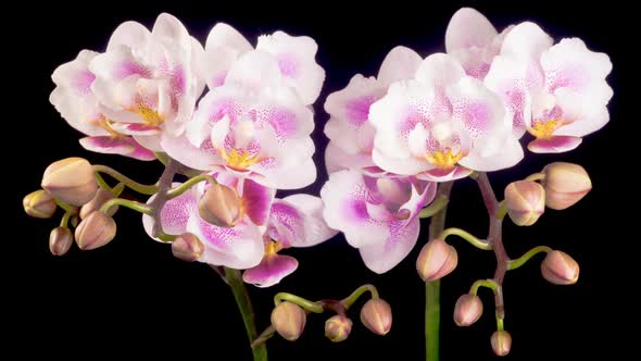 Blooming Pink Orchid Phalaenopsis Flowers