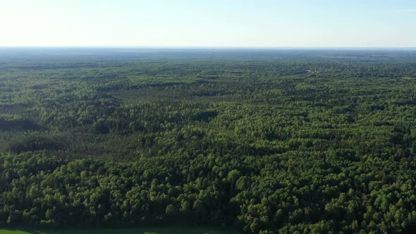 Summer Forest. Wild Nature. Aerial View