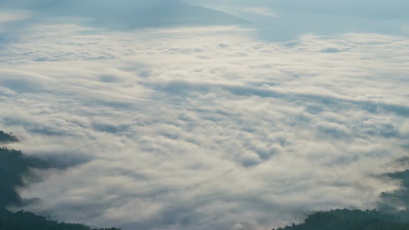 Fog Above Forest