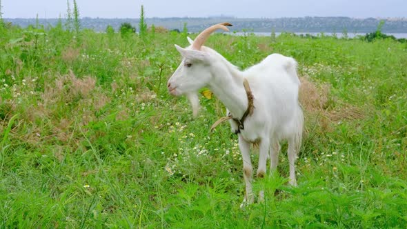 The White Goat with Horns Grazes and Eats Grass in the Green Field Meadow on the Organic Farm Near