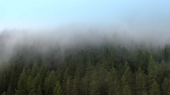 Spruce Forest and the Foggy Weather